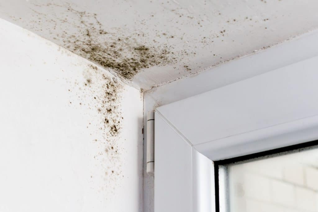 mould surrounding window